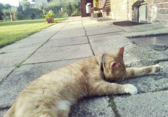 kociak . < 3 ; * 