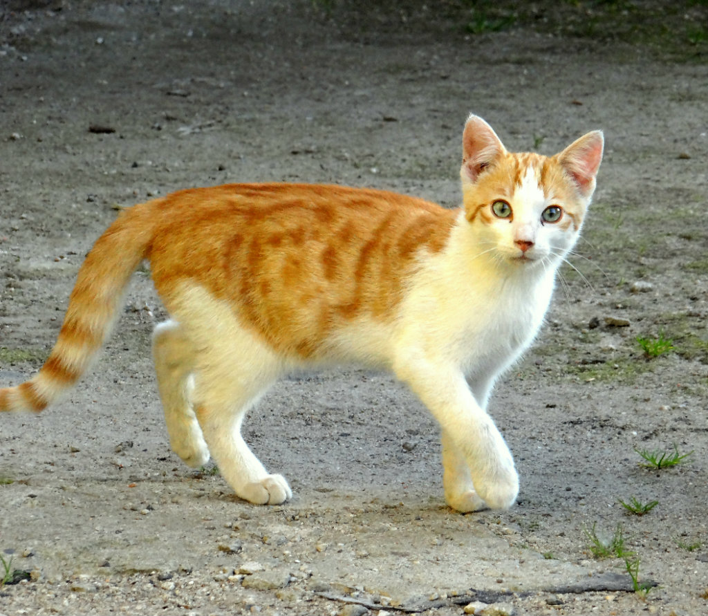 Kotek :D