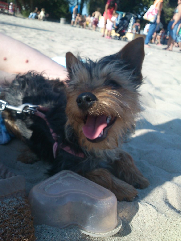cookie