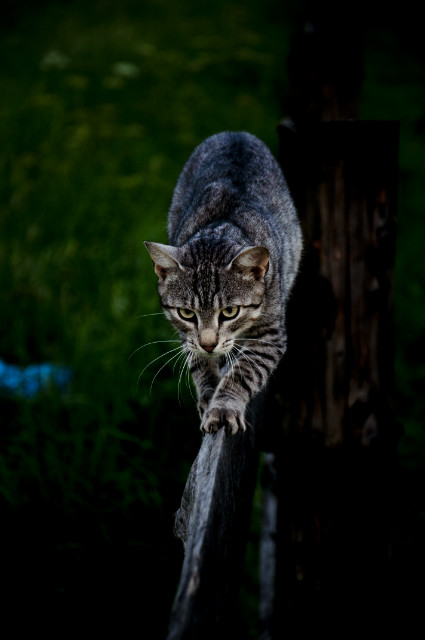 Blogspot - Photography