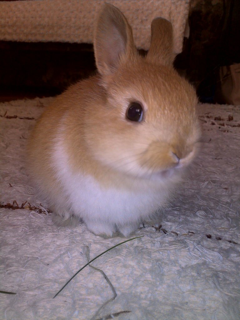 maa puchata kulka :)