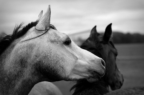 Cause I love horses 
