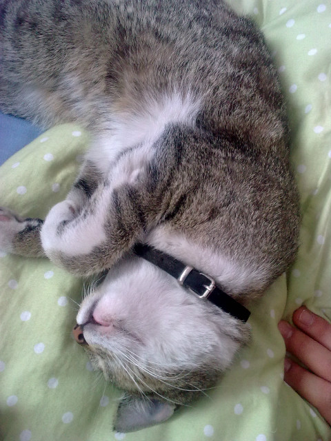 kici :)