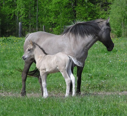 Konisie polskie...