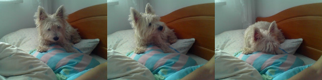 Misioo
