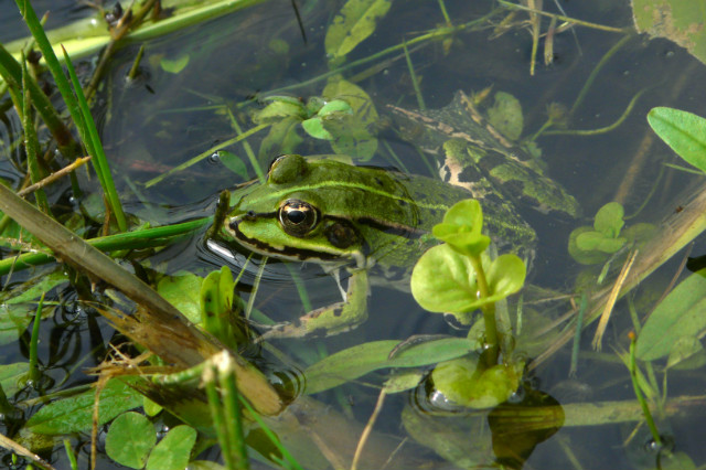 Froggie