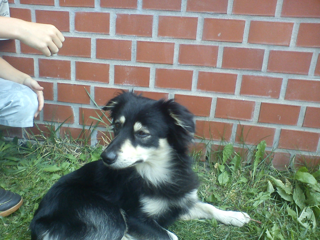 Tofiik