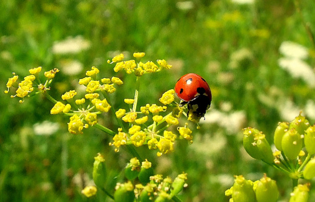 Just ladybird :) 