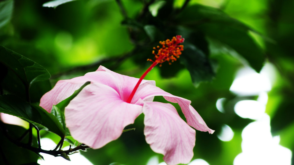 p!nk and tropical