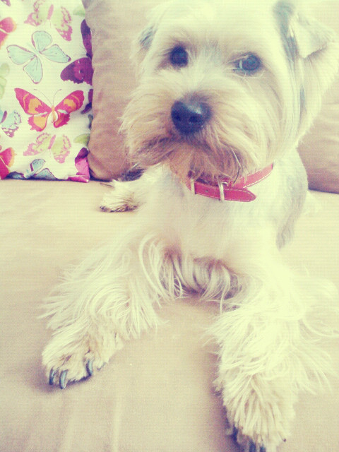 Chilli^^