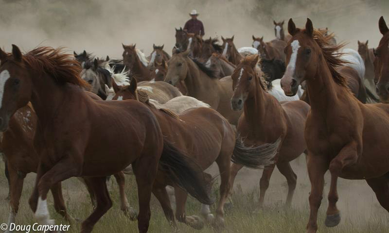 Horses, sweet horses 
