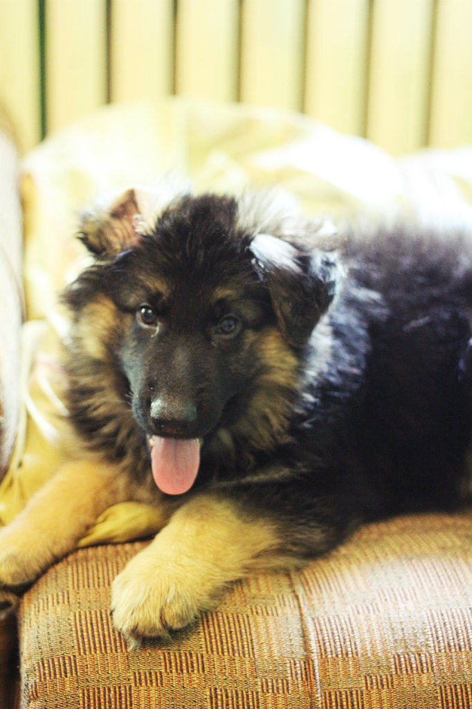 I`chiro