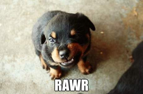 Rawr :3