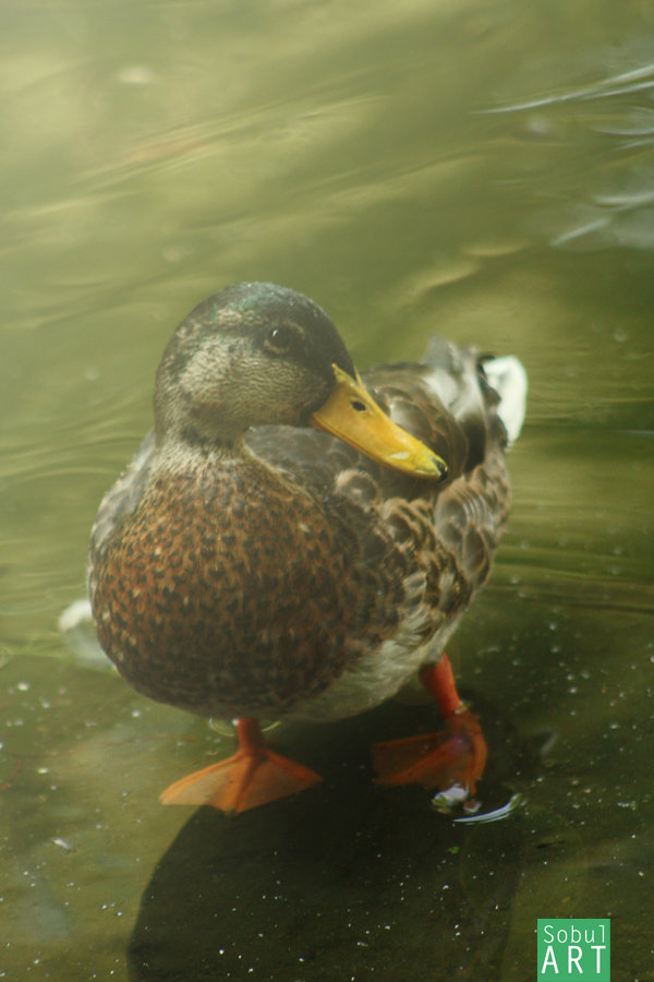 Natura