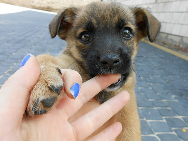 piesioo :*