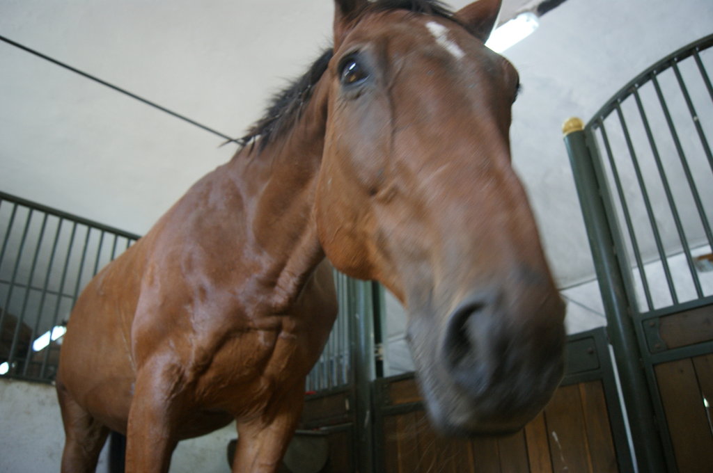 mj ''sweet'' ori