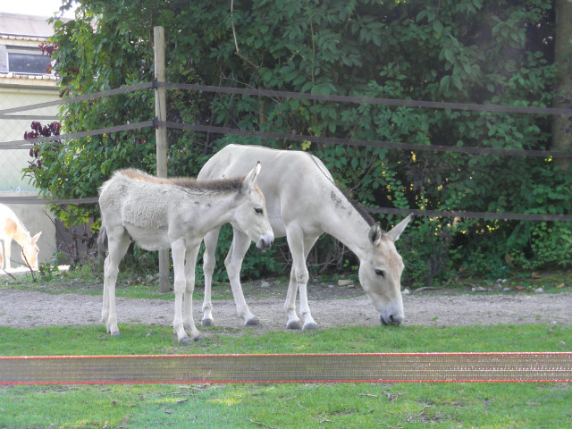 Zoo