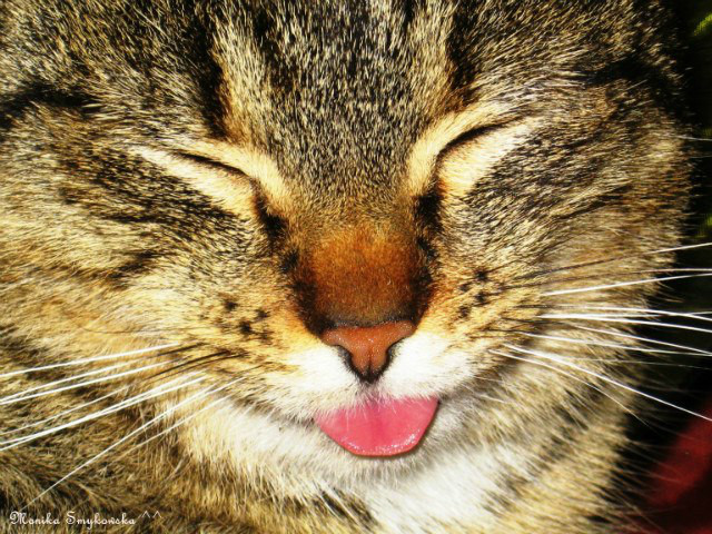 My pet:p