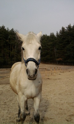mysia