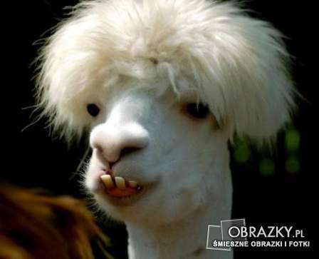 Co ty na to Zuzia.P :*