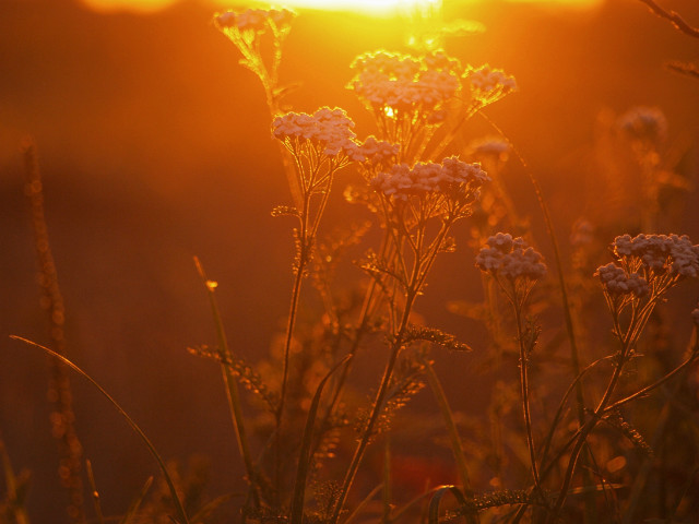 sun!