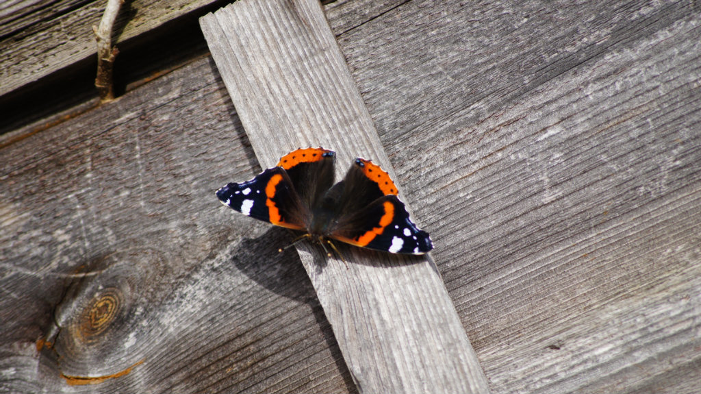 butterfly