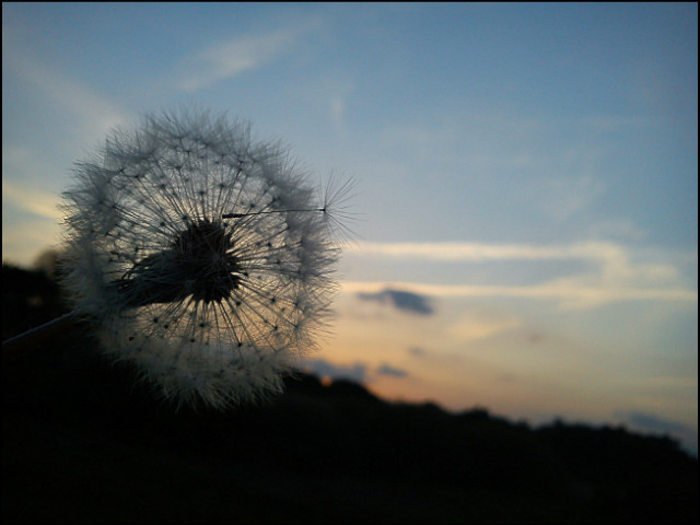brak zdjc .