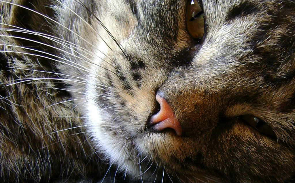 ;p