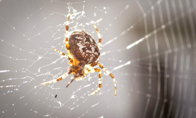 Spider