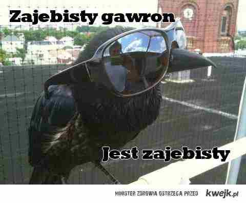 zajebisty gawron :D