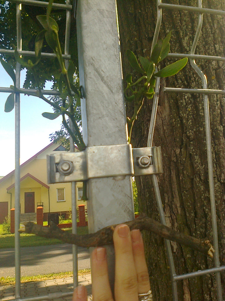 Raafcio . 