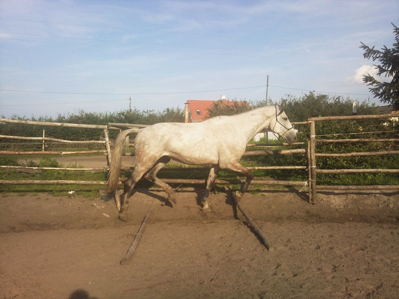 Karolki ;*