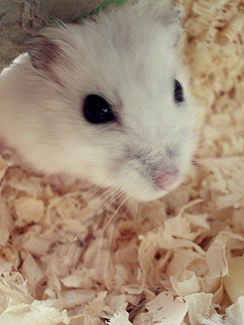 Krysia ;*