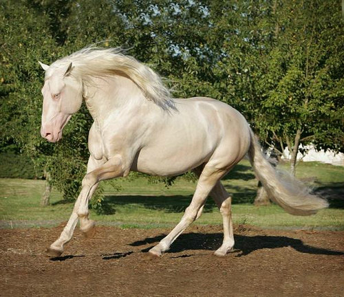 30. Cremello