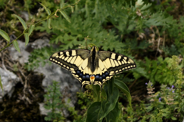 Wspomnienie lata