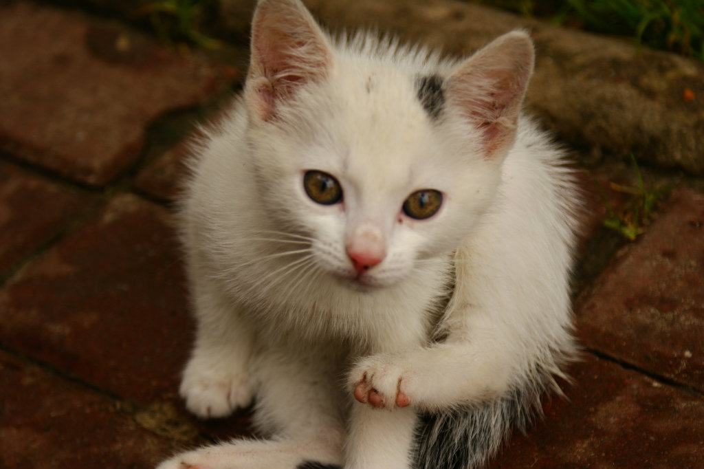 kotek mj