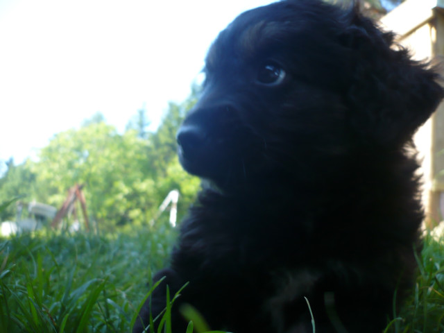 Mj piesSek .! &#9829;