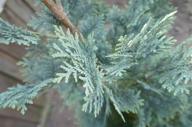Natura