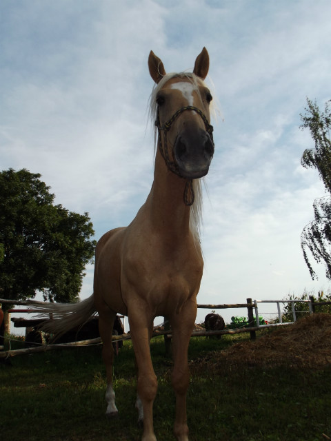 34. Izabellka