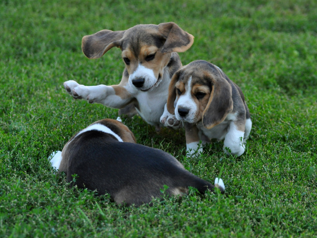 Beagle