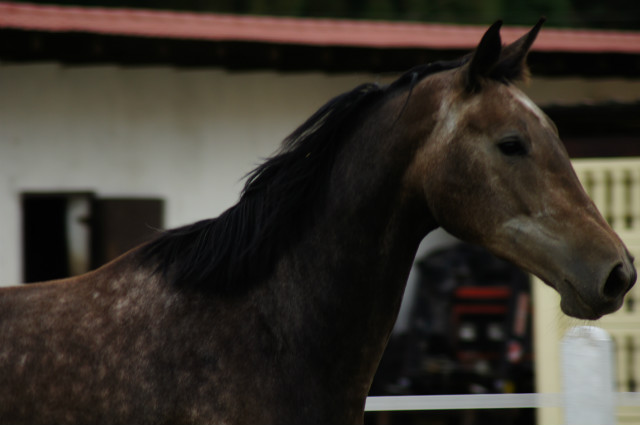 ^^Hanka^^