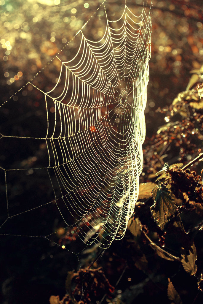 Spider's web :)