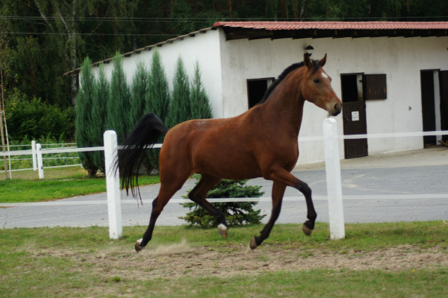 ^^Alpaga^^
