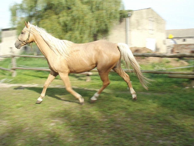 37. Izabella