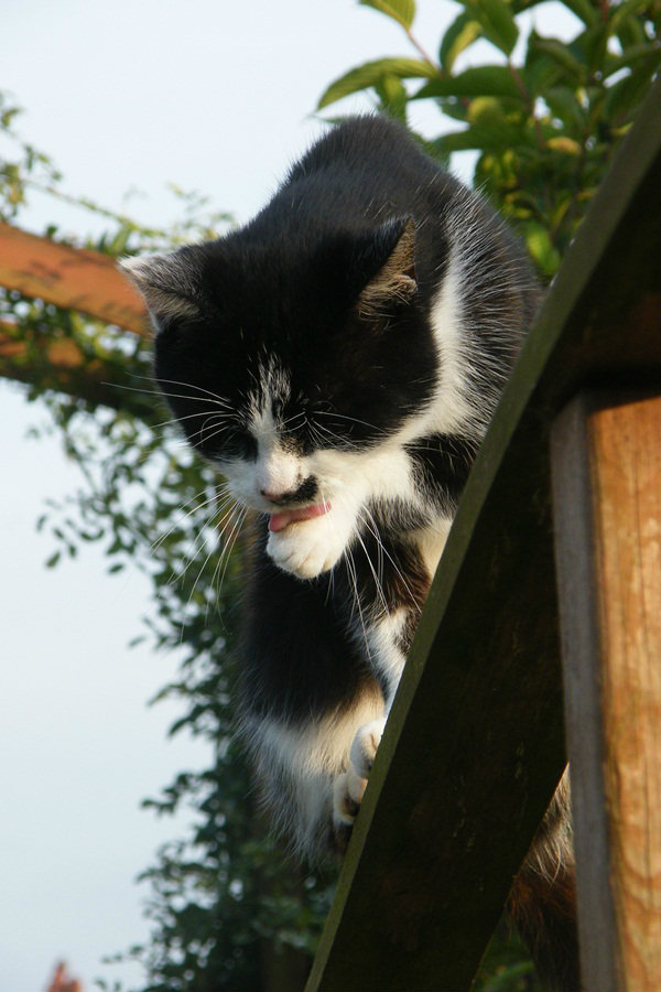 mojmojmojkot.