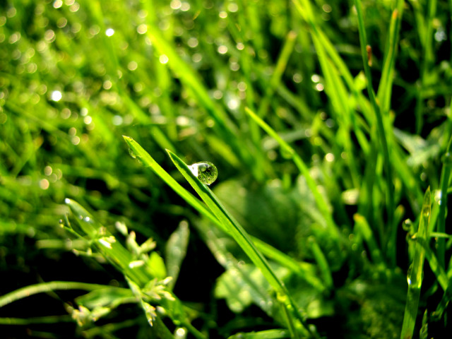 a drop of dew