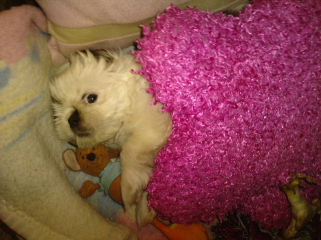 Bonnie ;**