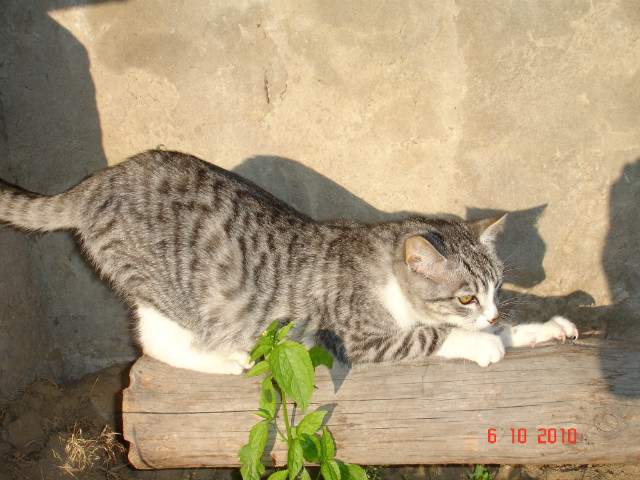 Koteeek