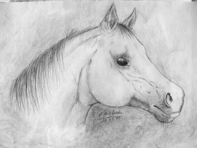 konik