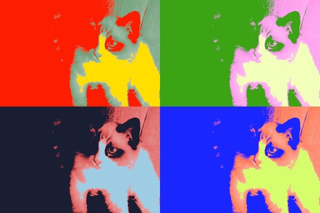kitty